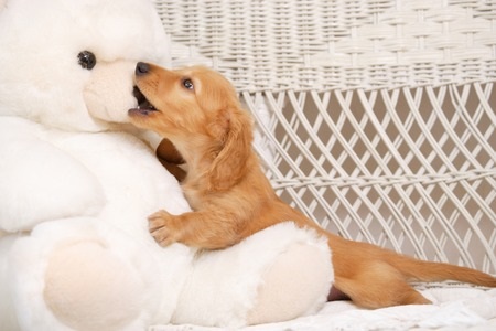 Why Pets Loved Stuffed Animals Like We Do - The Zoo Factory